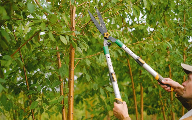 Tree trimming in Newmanstown, PA